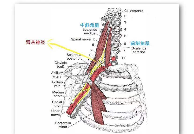 臂丛的大分支及锁骨下动脉穿过前,中斜角肌之间间隙.