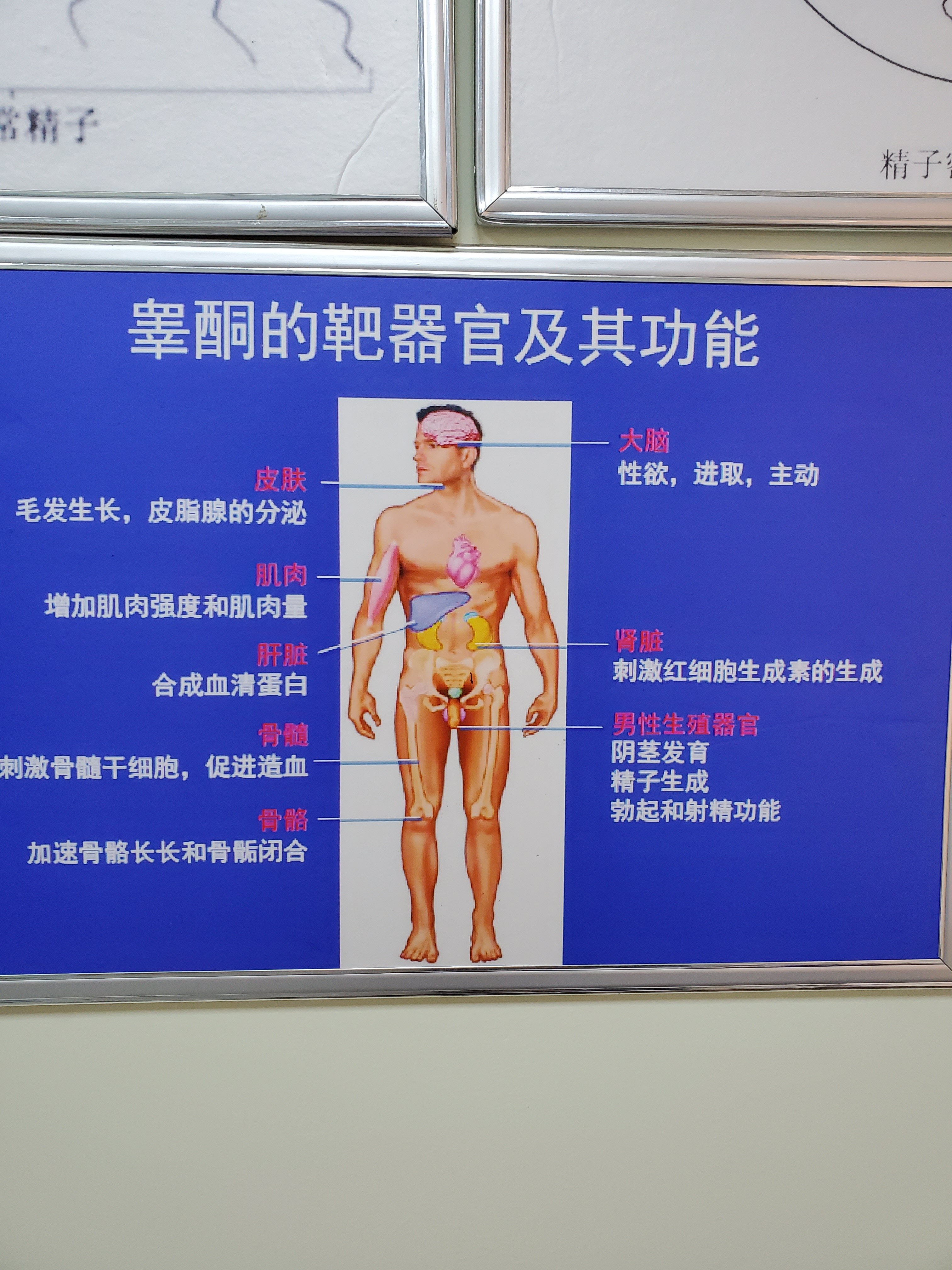 勃起不坚硬硬度不够怎么办吃什么好 阳痿 阳痿 勃起不坚硬硬度不够怎么办吃什么好 阳痿 阳痿