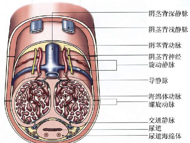 男人阴劲图片