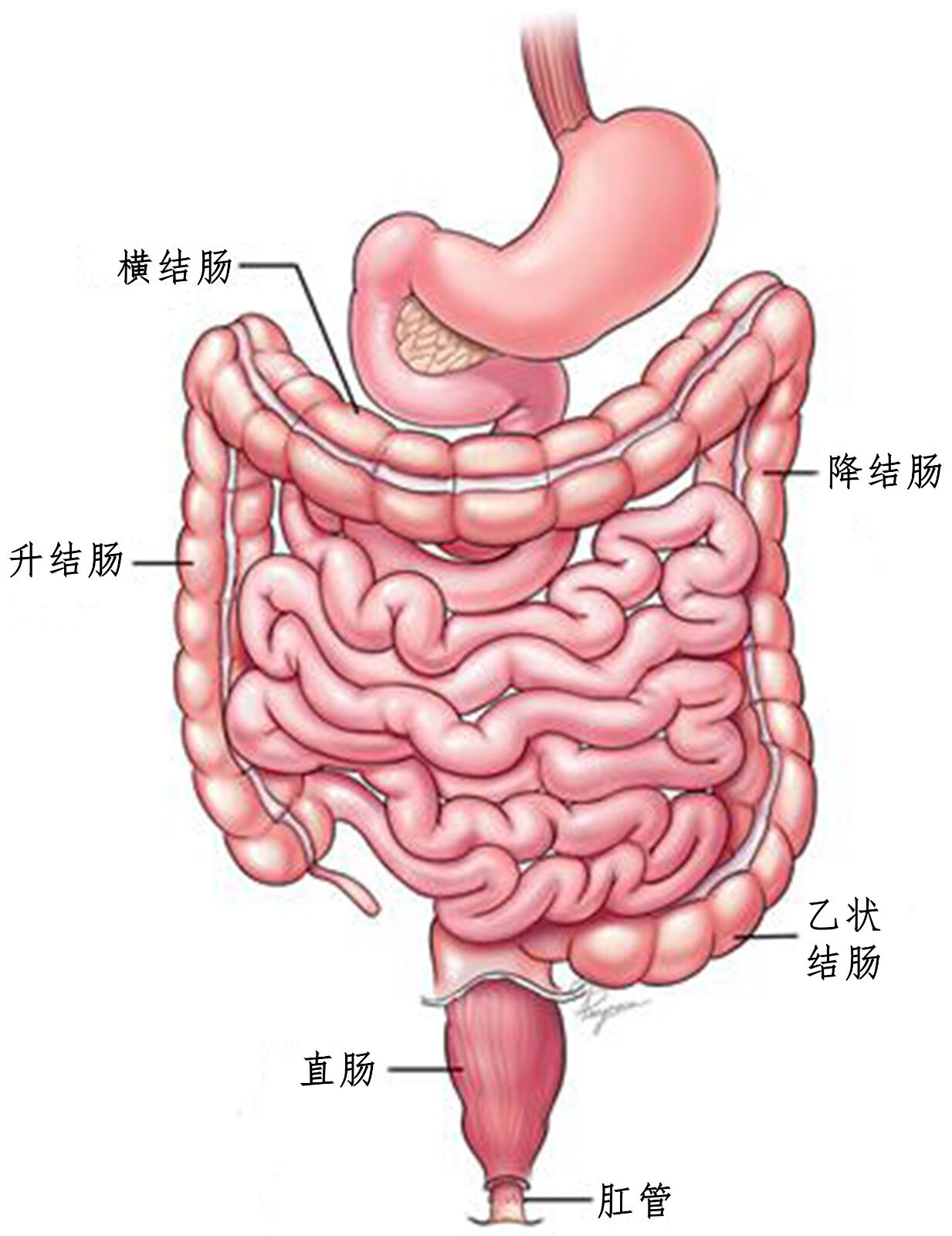 直肠的位置清晰图图片