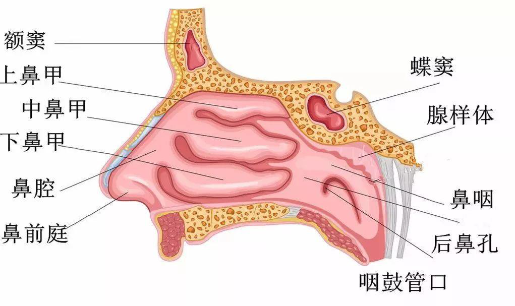 鼻子内部结构图图解图片
