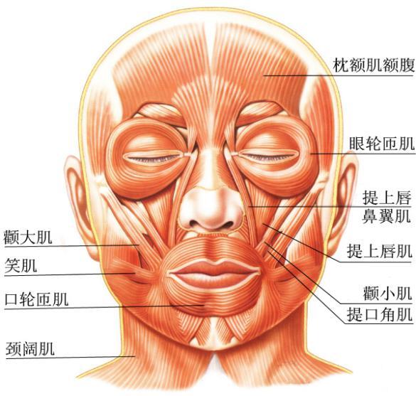 面部肌肉分布图清晰图片