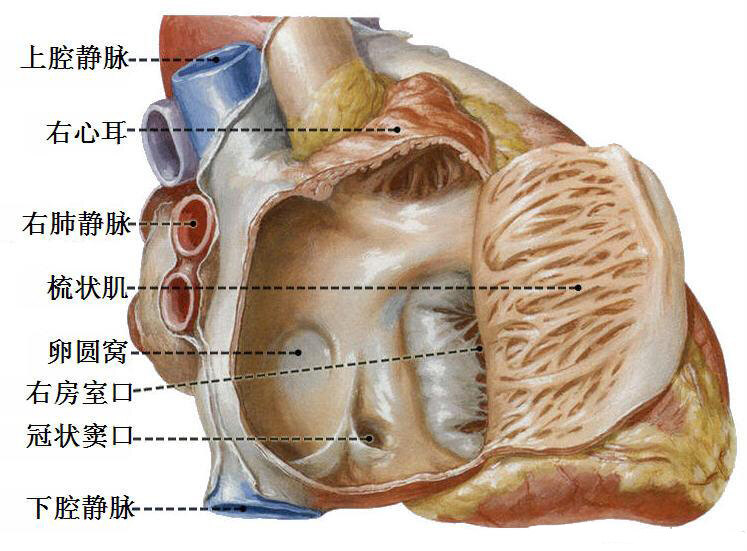 颅底卵圆孔解剖图图片