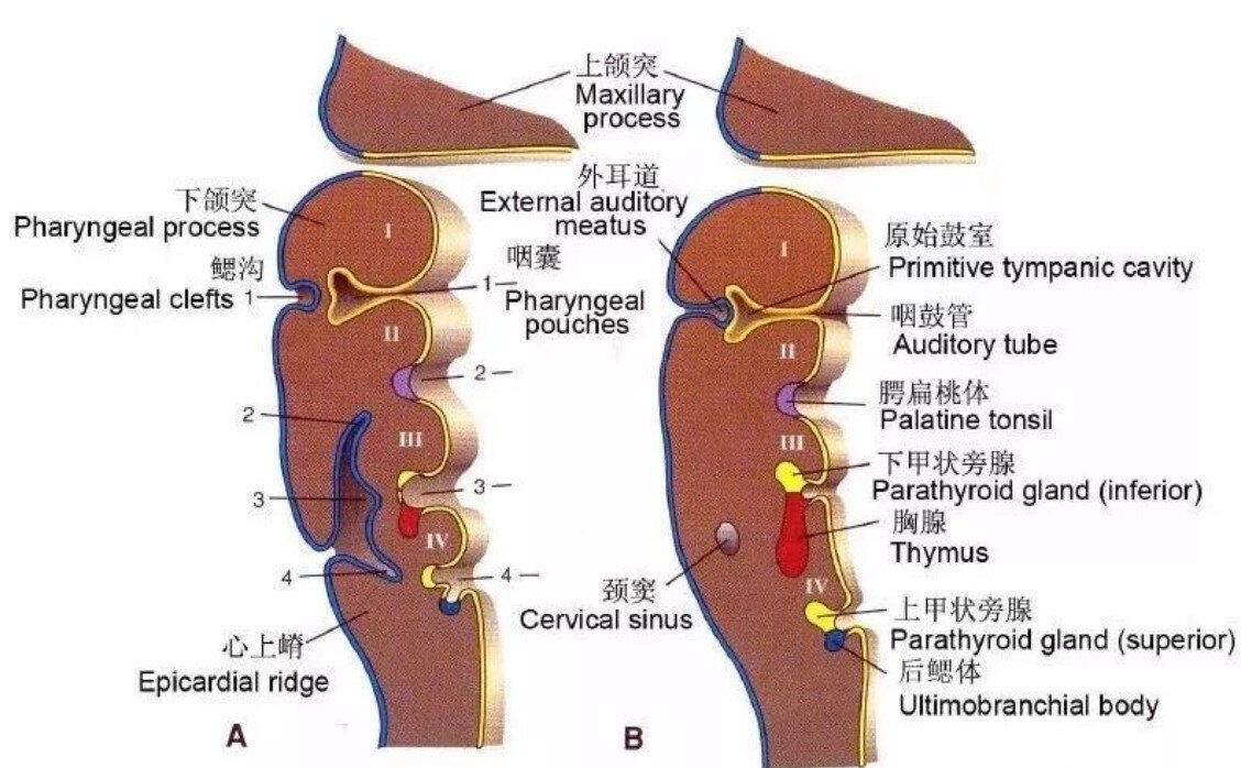 如下图所示:第2 对鳃弓:参与舌骨及颈部的形成,并向尾侧迅速增长,逐渐