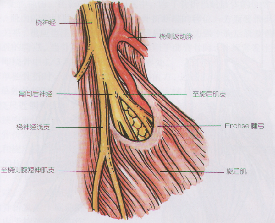 上方,起於肱骨外上髁,肘關節橈側副韌帶,橈骨環狀韌帶和尺骨旋後肌嵴