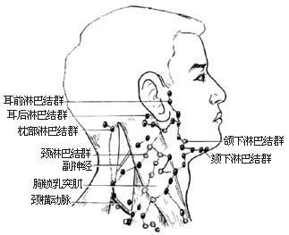 颈部淋巴系统分布图图片