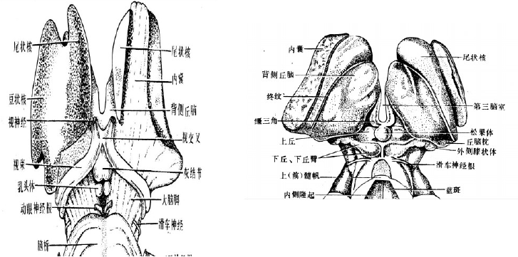 背侧丘脑thalamus的解剖