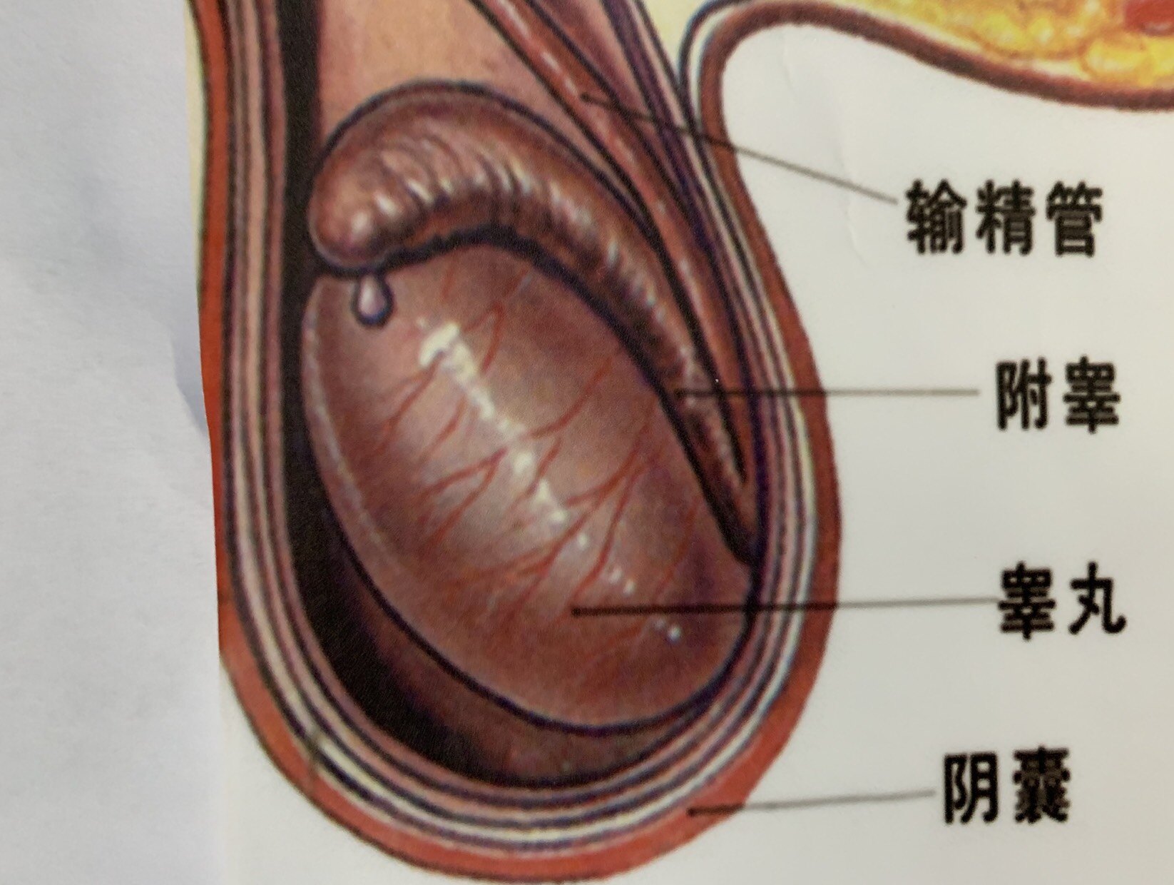 睾丸附件图图片