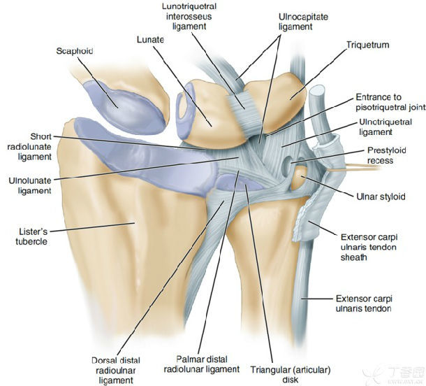 可以看出三角纤维软骨复合体在腕部的位置,它包括中央的三角/关节盘