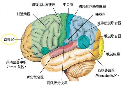 大脑皮质的功能定位图图片