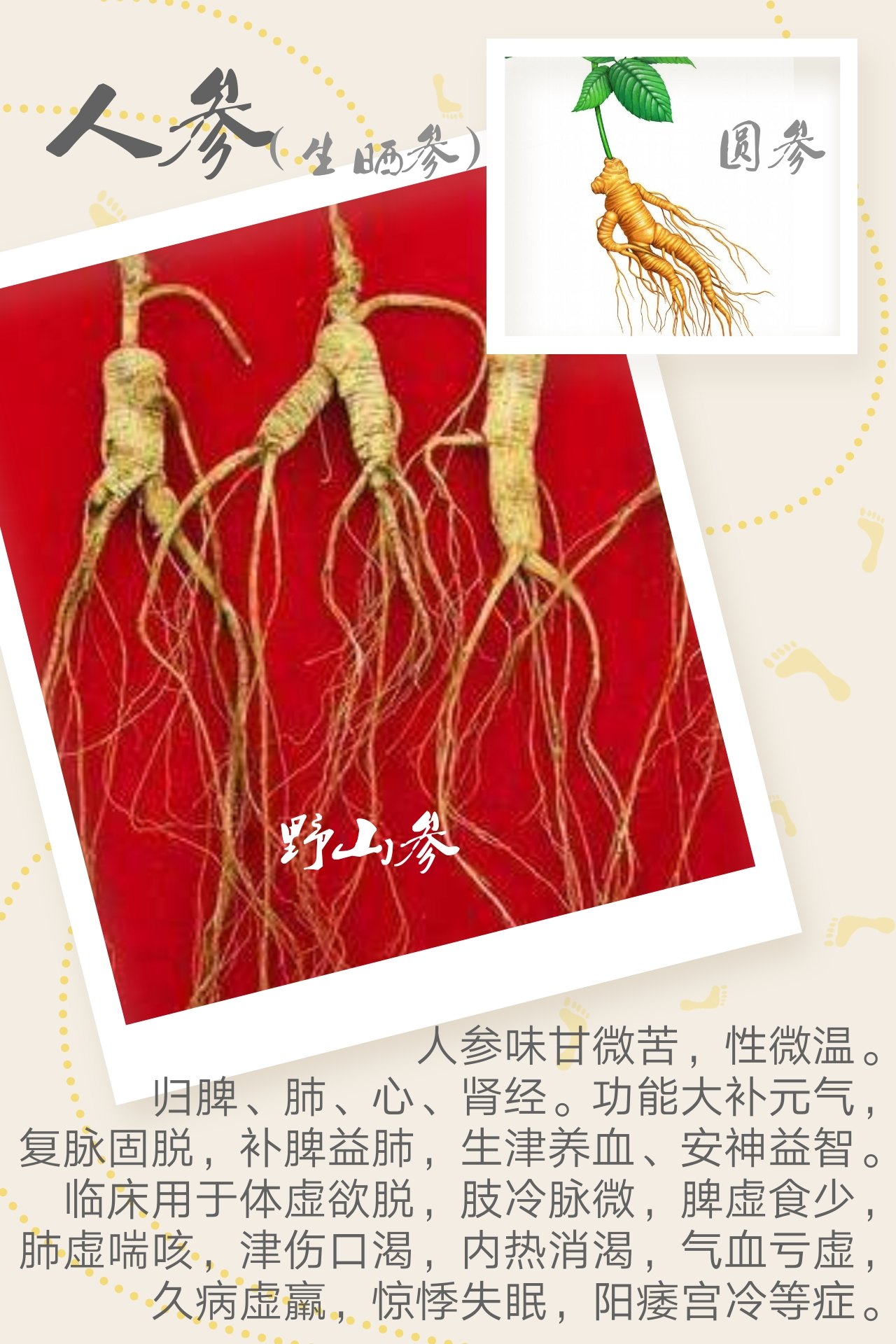 人参 红参 西洋参 吃错了可不得了 人参 红参 西洋参 吃错了可不得了