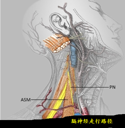 详解最新颈丛神经阻滞方法 - 好大夫在线