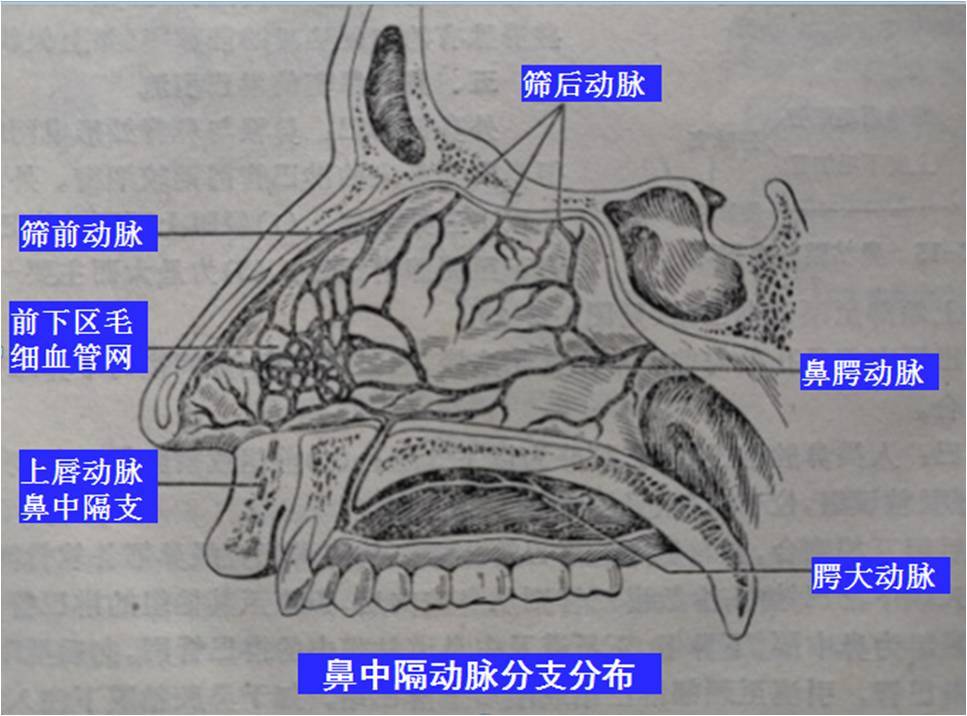 鼻中隔手术前须知(一)鼻中隔的解剖及功能简述 - 好大夫在线