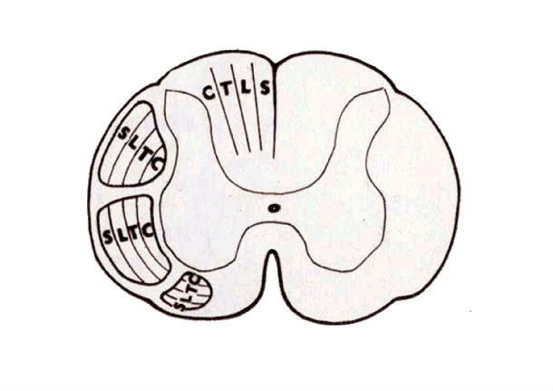 脊 髓的结构与功能 - 好大夫在线