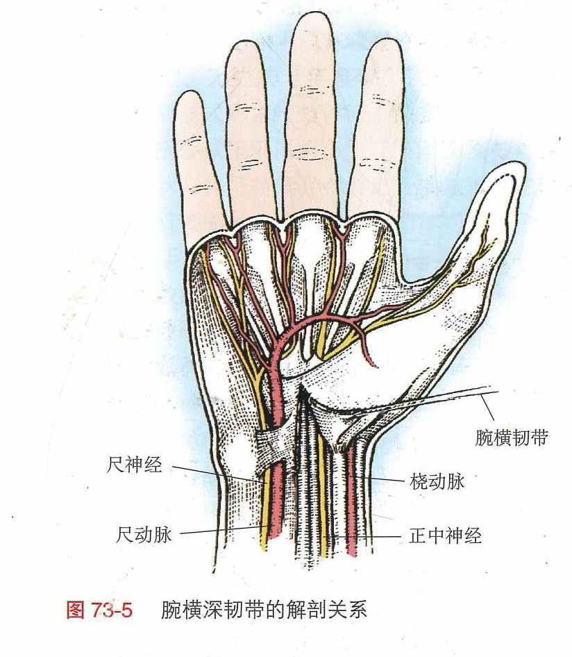 腕管综合症检查示图图片