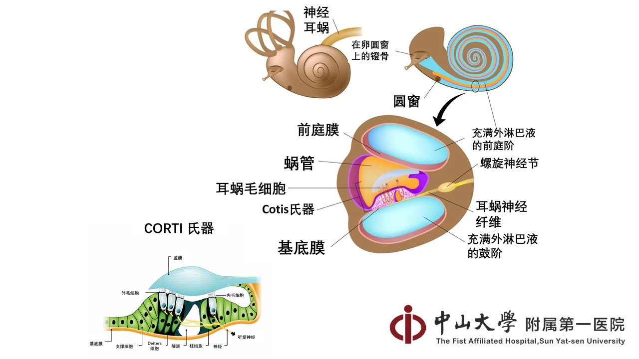 耳蜗内包含了三个管腔,分别是鼓阶,中阶,前庭阶