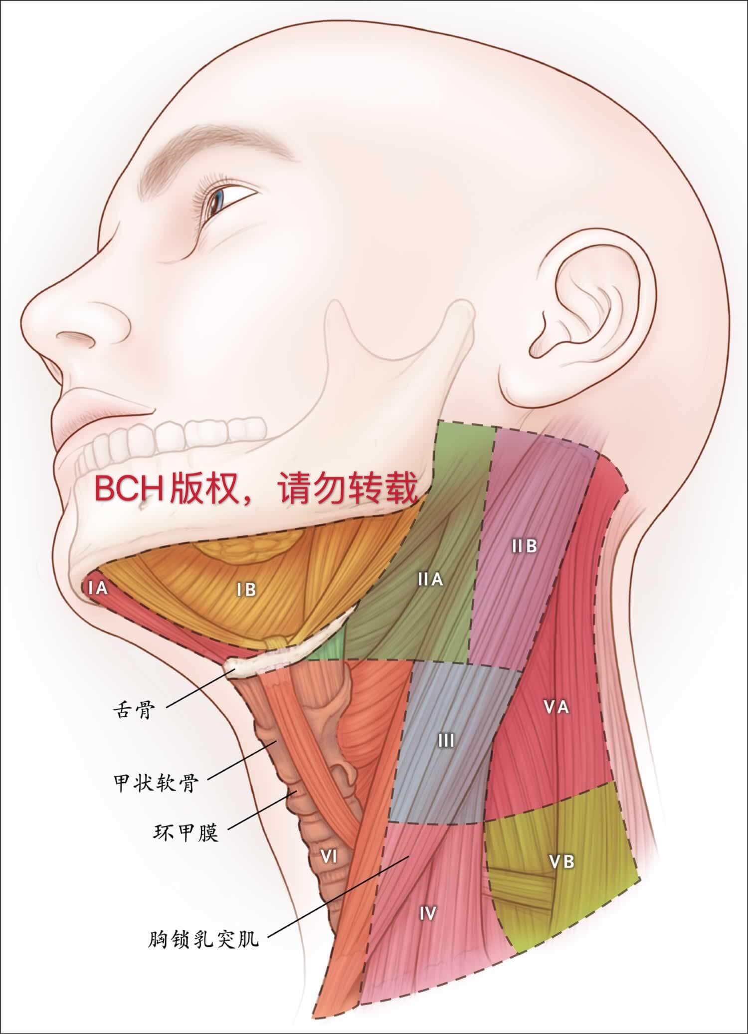 颈部淋巴结分区 图解图片