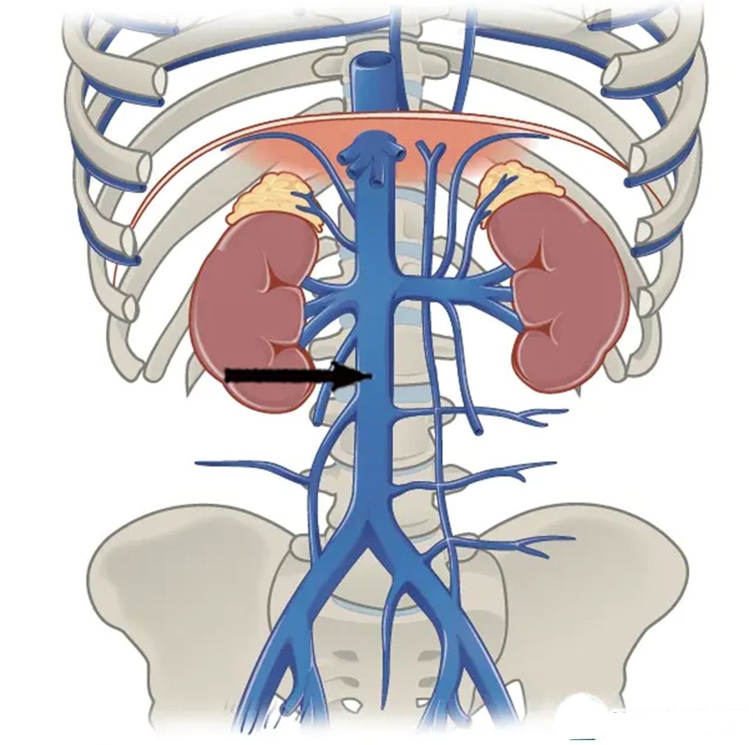 下腔静脉位置图片图片