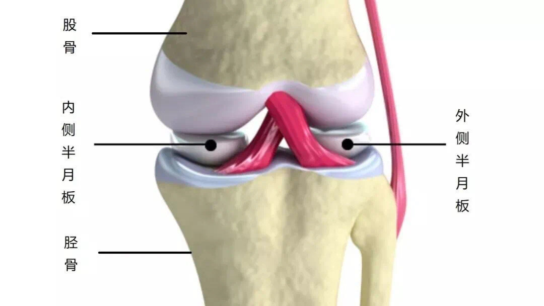 每个膝关节有两个半月板:内侧半月板和外侧半月板