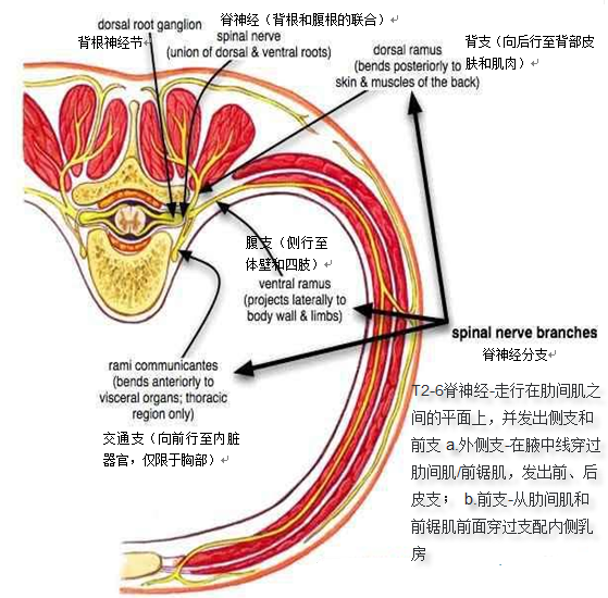 肋间神经阻滞位置图片图片