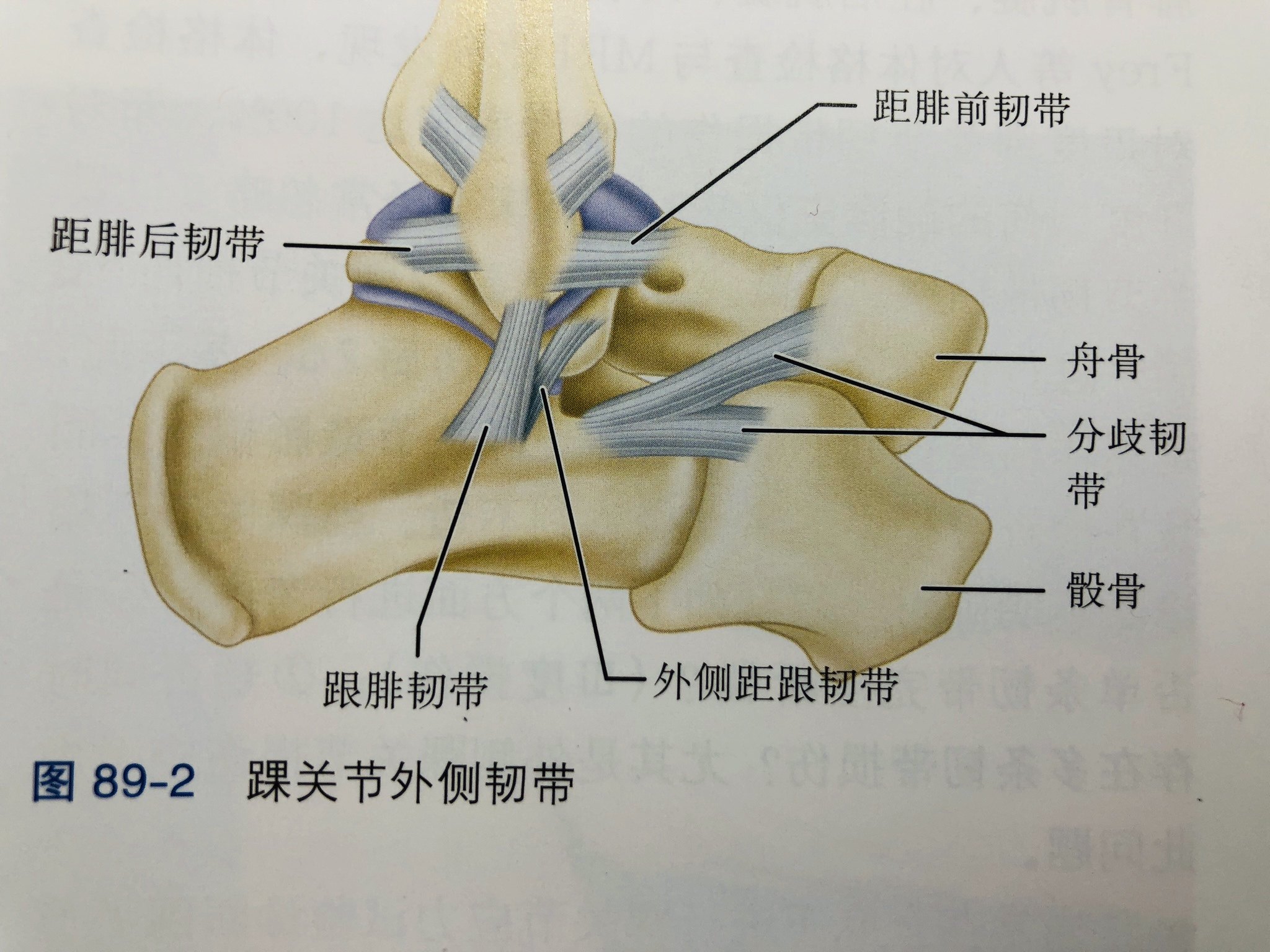 距腓前韧带解剖图图片