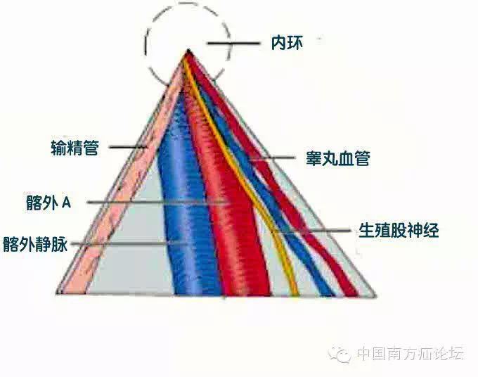 三角区解剖图片