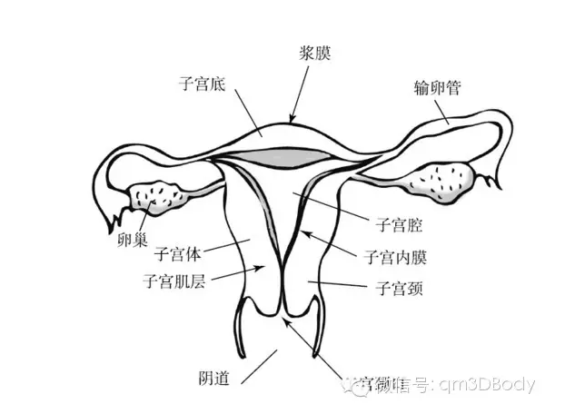 是女性体内一座供子嗣后代暂时居住的宫殿,深藏于女性下腹部盆腔中央