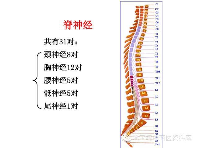 脊柱整体观图片