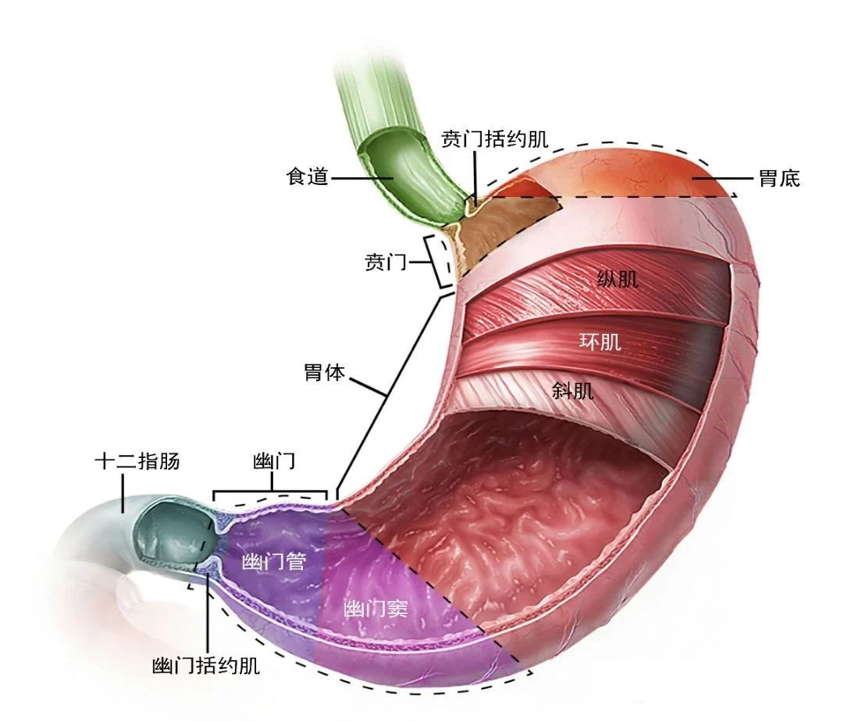 食管、胃的解剖结构 - 好大夫在线