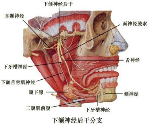 耳朵下面的肌肉图片
