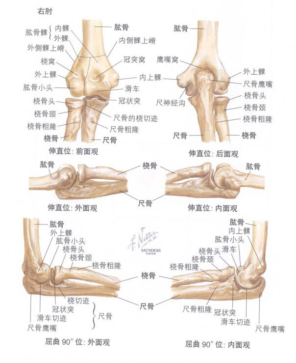 肘关节骨折后的康复 骨折 好大夫在线 肘关节骨折后的康复 骨折 好大夫在线