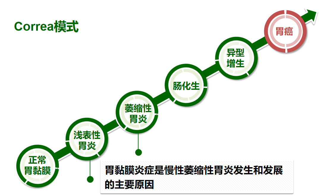 萎缩性胃炎 肠上皮化生属于胃粘膜癌前状态 慢性萎缩性胃炎