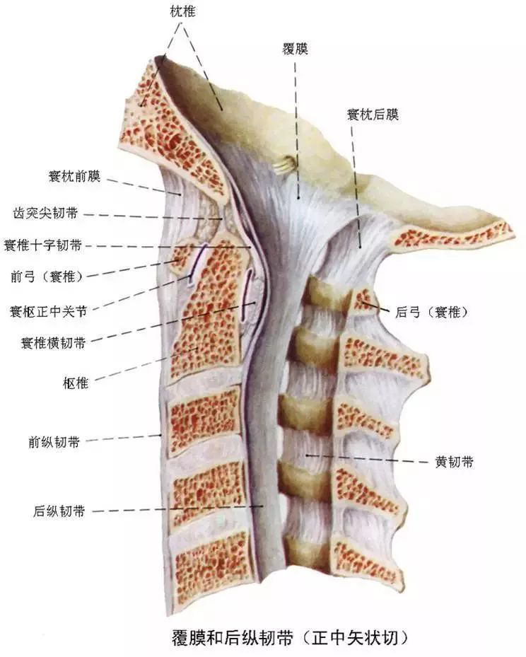 枢椎椎弓根图片