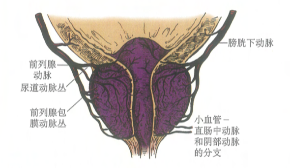 前列腺血供.png