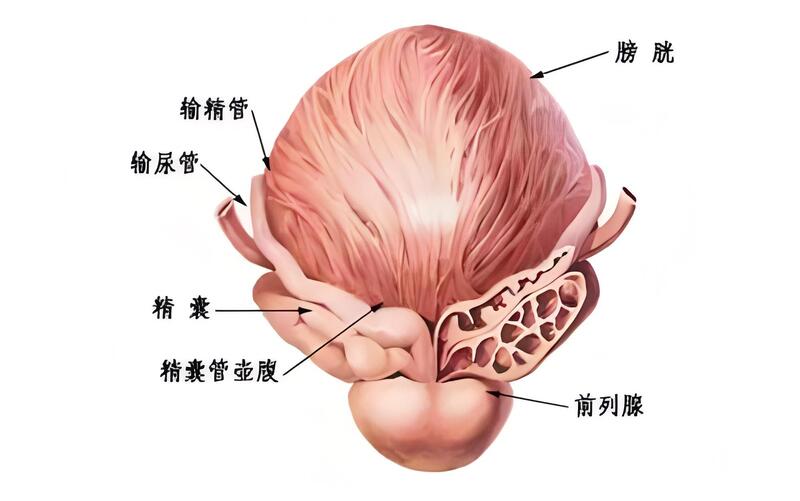 前列腺.jpg