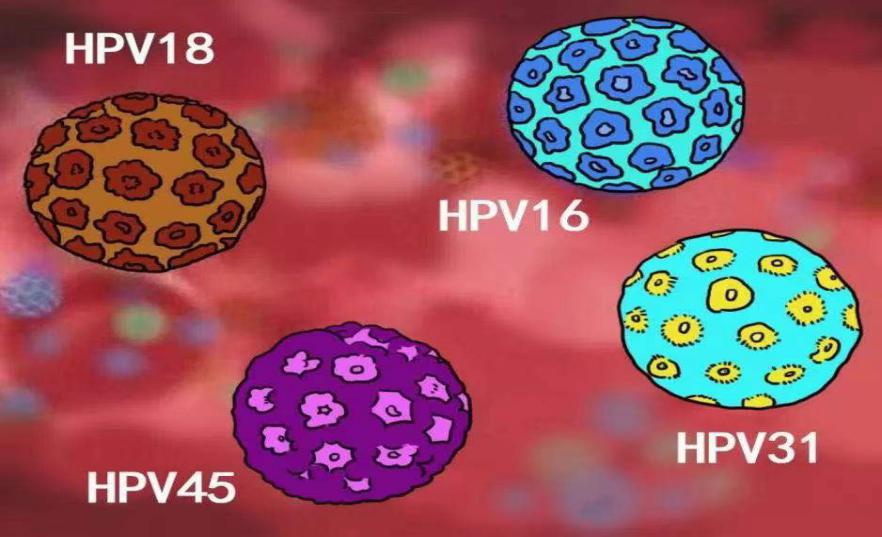 hpv感染_hpv感染介紹 - 好大夫在線