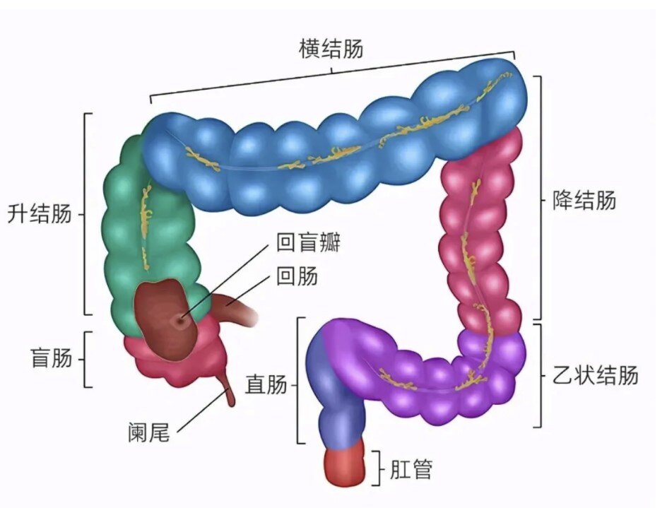结肠结构.jpg