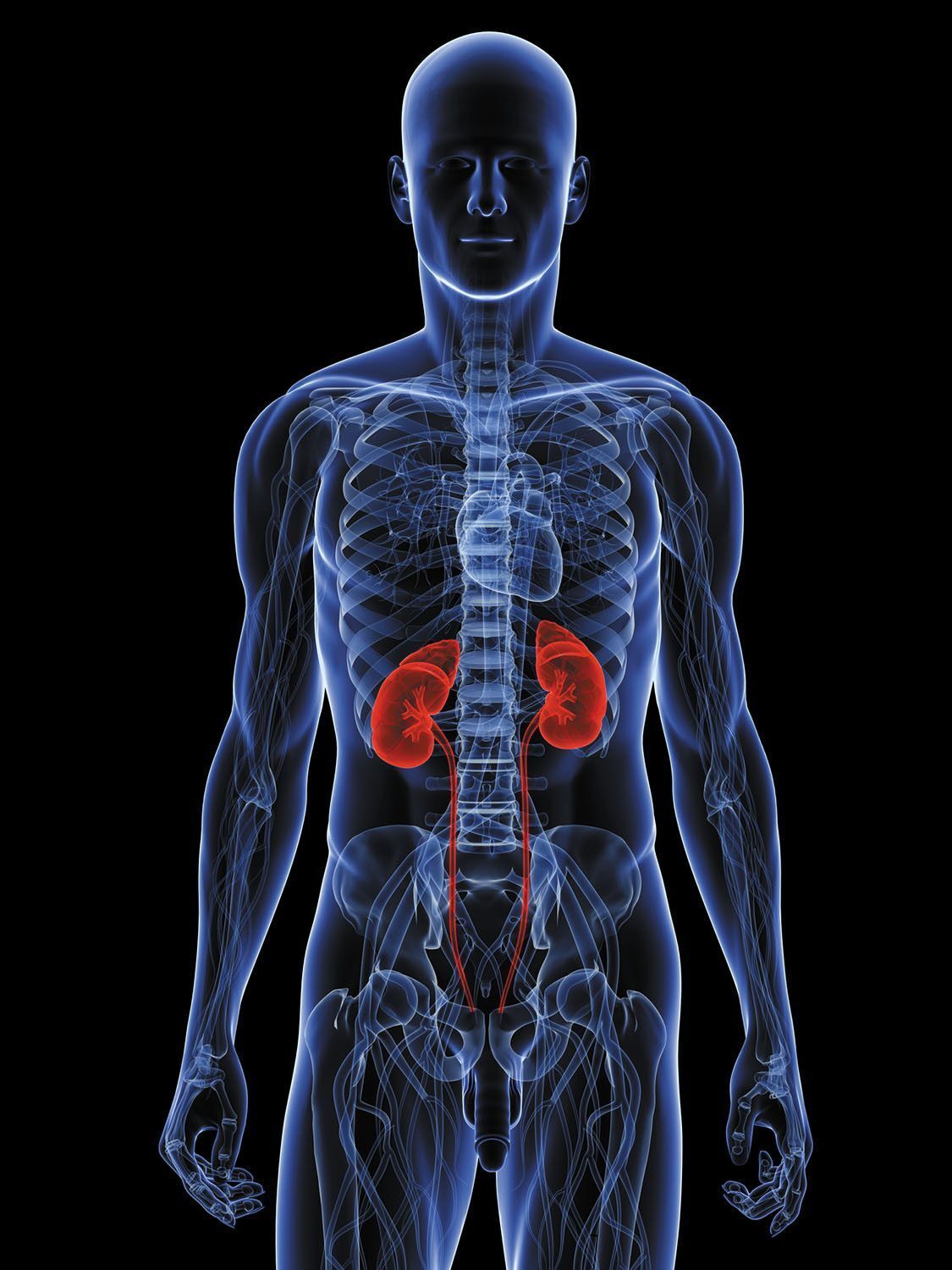 如果你疼痛的位置出现在图示的肾脏位置,那么要去看医生