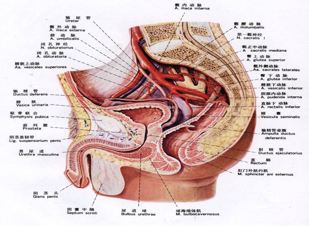 尿生殖膈位置图片图片