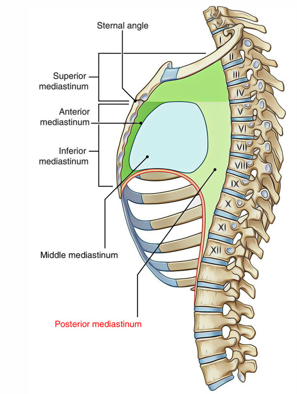 posterior-mediastinum.jpg