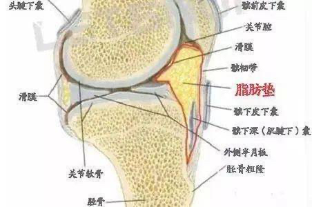 锁骨上脂肪垫什么样的图片