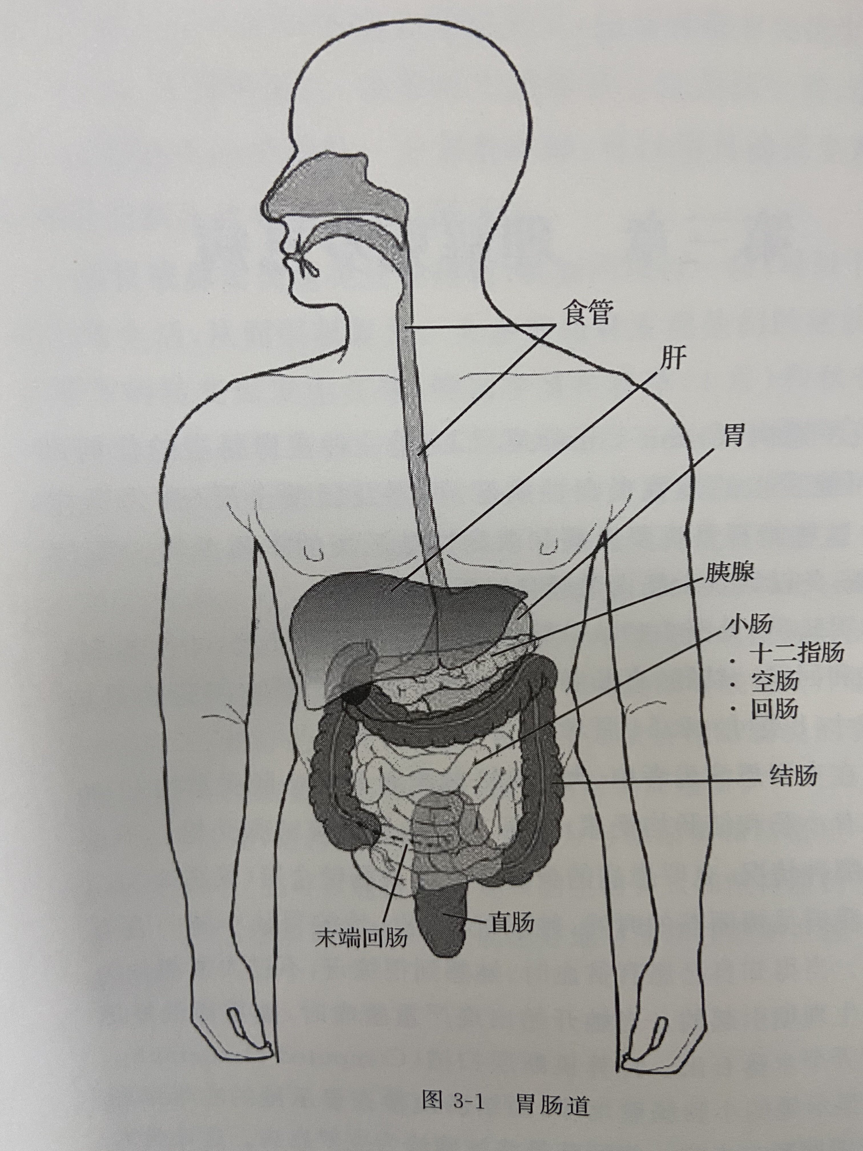 胃肠道从口腔开始,由食管,胃,小肠(十二指肠,空肠和回肠),结肠,直肠和