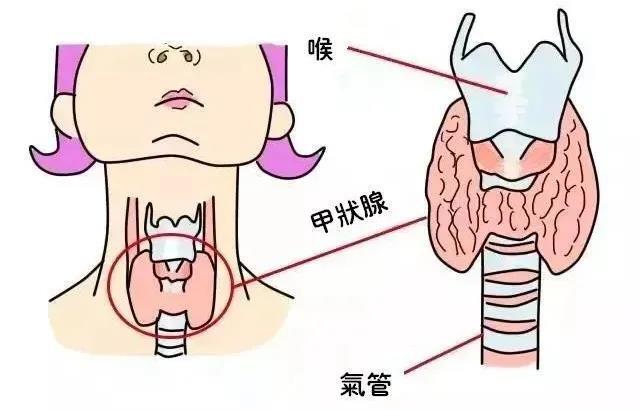 甲状腺结节_介绍_发病原因 - 好大夫在线