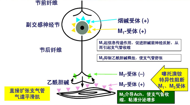 副交感神經末梢釋放的乙酰膽鹼可能特異性地結合並激動膽鹼能受體.