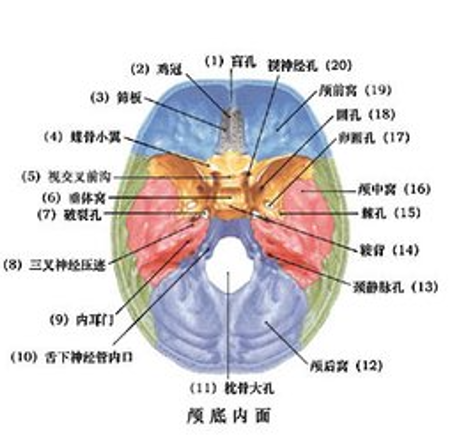后脑勺的结构图图片