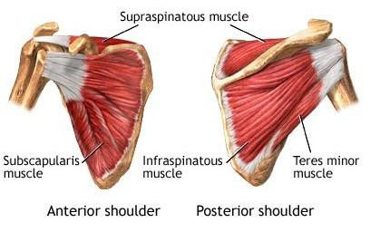 胸壳 下痛 肩胛骨里痛查查肩胛下肌