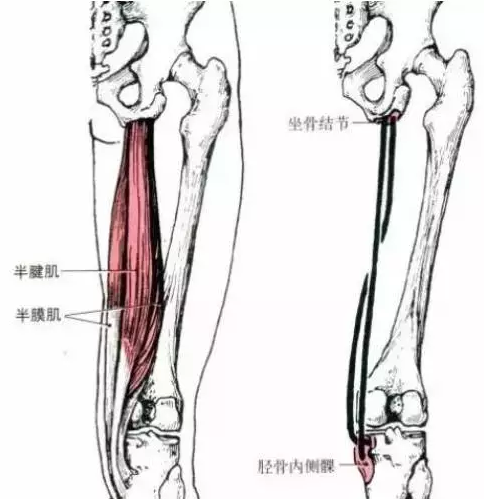 半膜肌位于股后肌群的最内侧,与大收肌和半腱肌相邻,肌块大