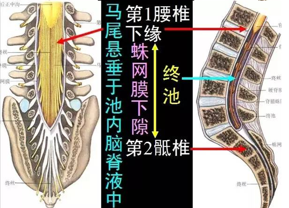 脊髓中央管图片