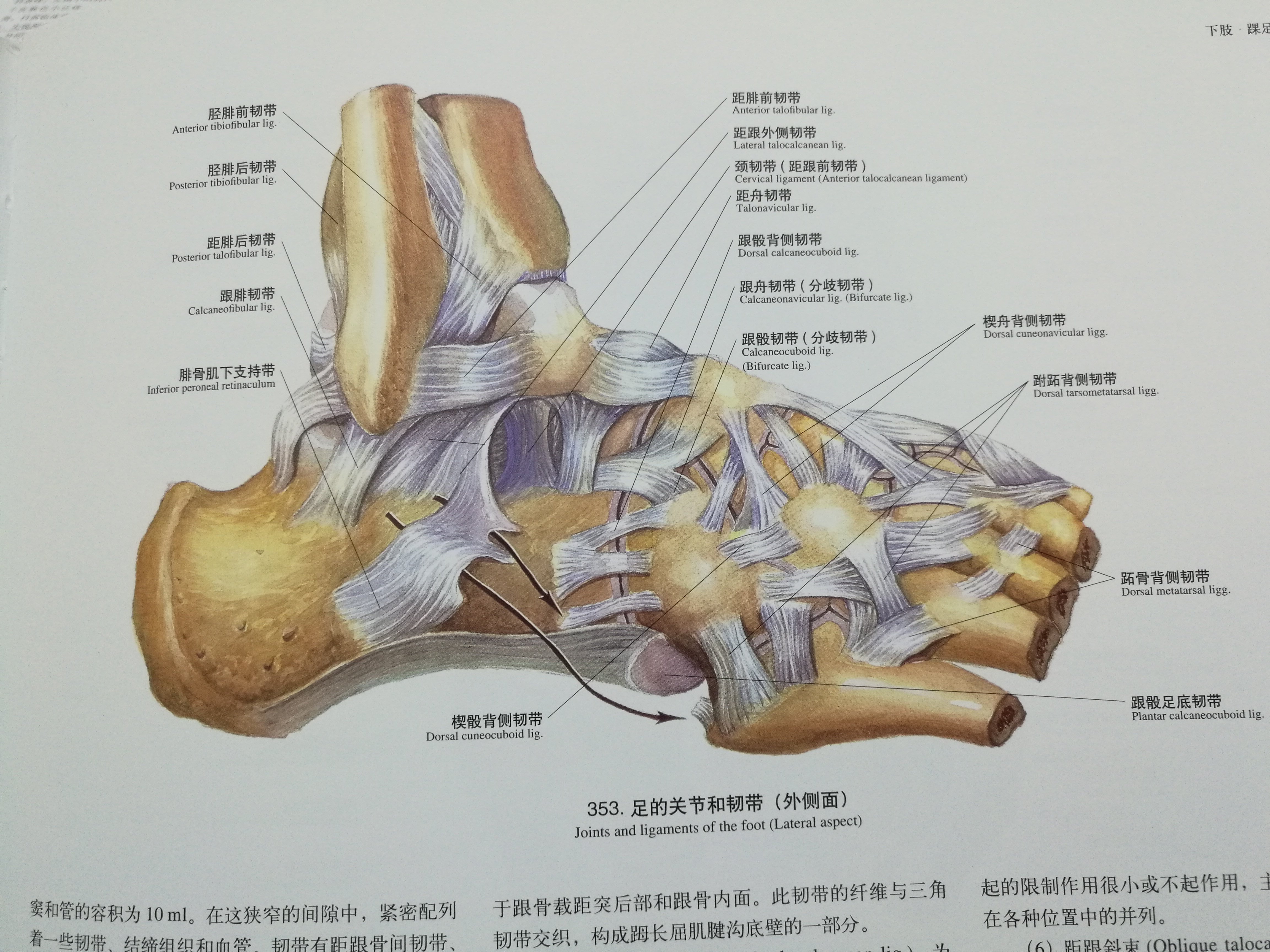 跗骨窦 解剖图片