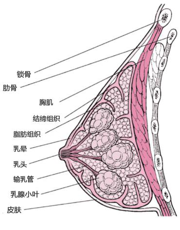 乳腺增生解剖图片图片